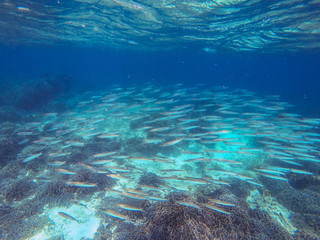 a school of fish at Boulder island