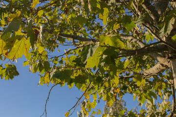 leaves of tree in spring