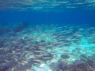 Fototapeta na wymiar a school of fish at Boulder island