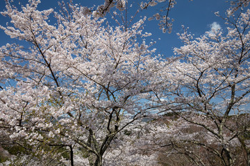 Obraz na płótnie Canvas 吉野山の桜