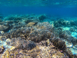 Naklejka na ściany i meble beautiful coral in diving spot at Boulder island