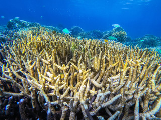 Fototapeta na wymiar beautiful coral in diving spot at Boulder island