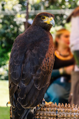 Brown Falcon close up 