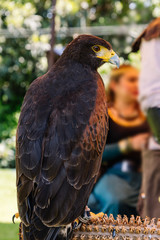 Brown Falcon close up 