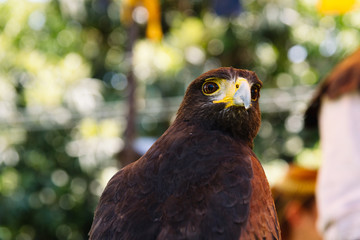 Brown Falcon close up 