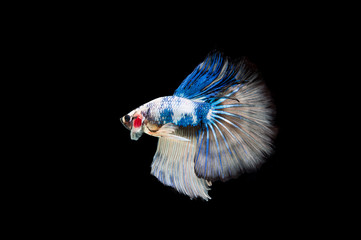 Beautiful colorful of siamese betta fish