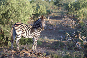Steppenzebra / Burchell's zebra / Equus burchellii