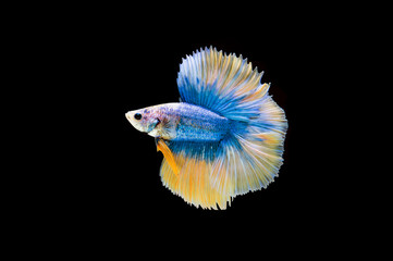 Beautiful colorful of siamese betta fish