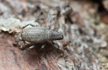 Macro photo of a weevil, Brachyderus incanus on pine bark