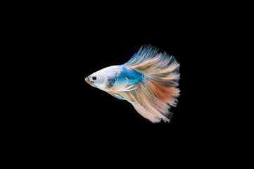 Beautiful colorful of siamese betta fish