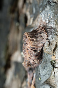 Stemonitis, Slime mould growing on pine 