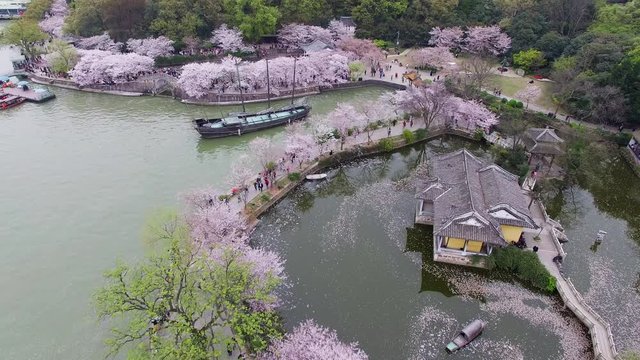 Cherry blossoms forest at Wuxi of China