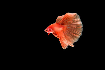 Beautiful colorful of siamese betta fish