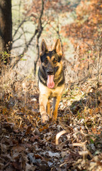 German Shepherd Running Through Woods 2