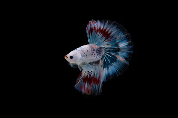 Beautiful colorful of siamese betta fish