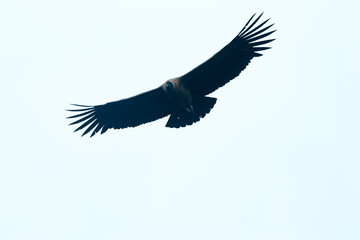 cóndor de los andes