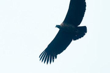 cóndor de los andes