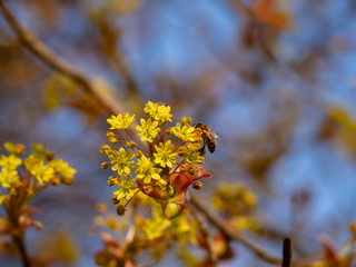 Spring season nature awaken and yellow flower pollens catching by bee