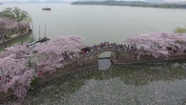 Cherry blossoms forest at Wuxi of China