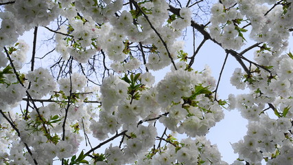 Delicate and beautiful Shirotae Cherry, Mount Fuji Cherry, blossom with white double layer flowers against blue sky background. Sakura blossom. Japanese cherry blossom.