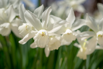 White daffodils in the spring sun