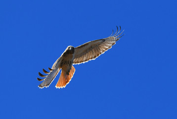 red tailed hawk flying in the blue sky