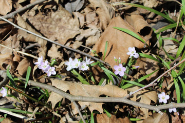 Spring Beauty wildflower at McDowell Grove Forest Preserve in Naperville, Illinois