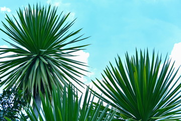Obraz na płótnie Canvas Background of dracaena plant in blue sky