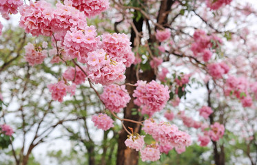 Beautiful Tabebuia rosea or Trumpet trees blooming in spring season. Pink flower in park.