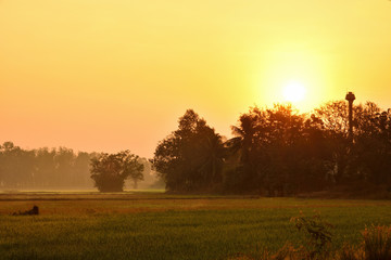 The sun rises in the morning in the fields with faint fog.