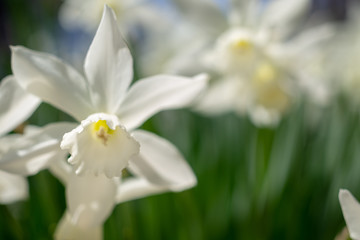 White daffodils in the spring sun