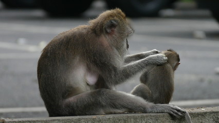 Monkeys in Monkey Forest Ubud Bali