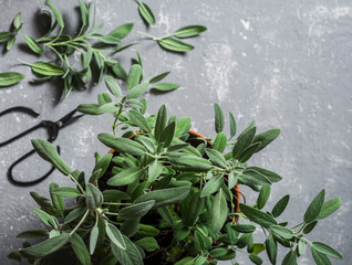 Fresh sage in a flower pot on grey background, top view. Aromatic spices. Flat lay, copy space