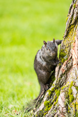 cute grey squirrel cling on the tree trunk with rough bark surface in the park with blurry green background