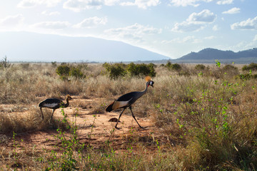 Birds Walking Crested Crane from Uganda - In Kenya, Africa