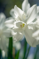 White daffodils in the spring sun