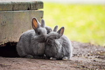 two cute grey bunnies touch each other's cheek while sitting in front of wooden block in the park