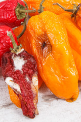 Old peppers with mold on old rustic background. Unhealthy and disgusting food concept