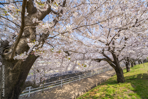 桜並木 財田川水辺公園 香川県三豊市 Wall Mural Wallpaper Murals Kozo