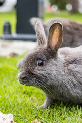 close up portrait of cute and curious  grey rabbit resting on green grasses in the park staring at you.