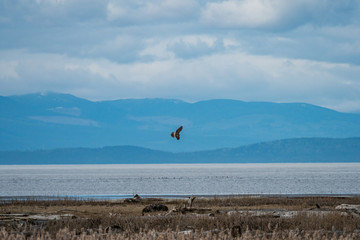 a red tailed falcon fly over brown dry grass field near the coast on a cloudy day with ocean and mountains in the background