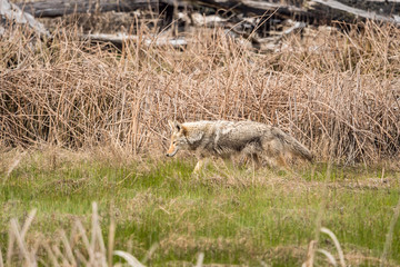 one coyote searching for its prey on grass field in the open 