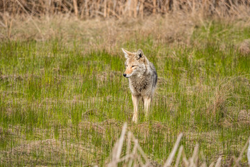 one coyote standing on grass field in the open taking a rest