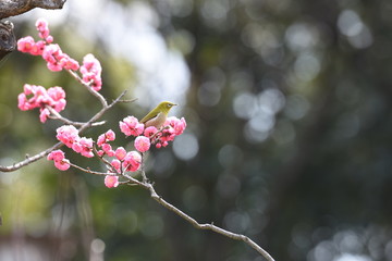 梅とメジロ