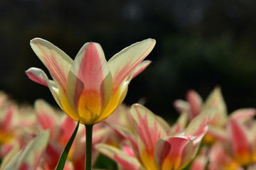 leuchtende tulpen im gegenlicht auf einer tulpenwiese