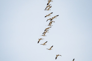flock of snow geese flight in formation under overcast blue sky