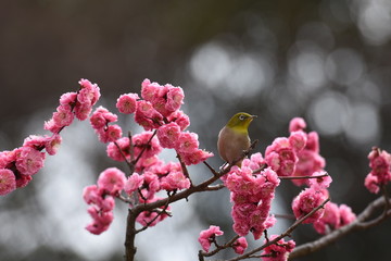 梅とメジロ