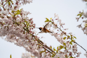 beautiful tiny Rofous hummingbird licking nectar out of pink cherry flower in the park in middle air