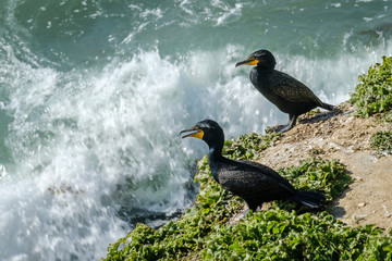 Cormorants standing watch over waves on shore rocks