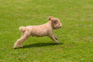 Dog poodle run in the park